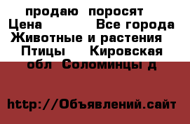 продаю  поросят  › Цена ­ 1 000 - Все города Животные и растения » Птицы   . Кировская обл.,Соломинцы д.